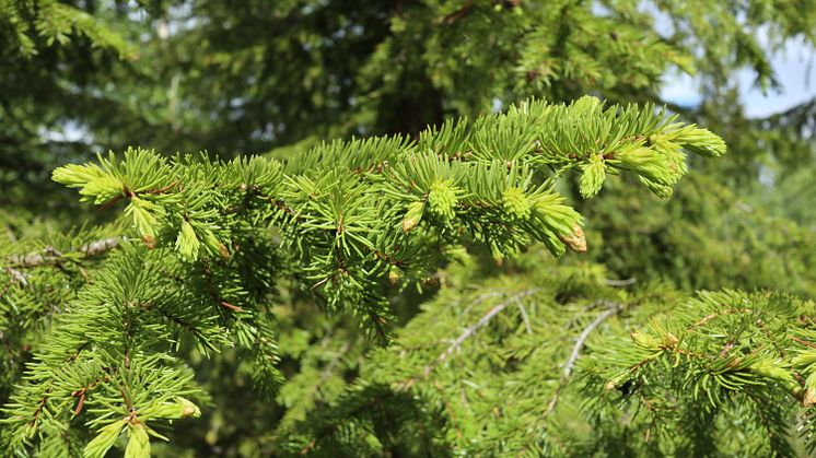 Den genetiska variationen i granskogar skiljer sig inte nämnvärt mellan brukad och gammal skog från kust till fjälltrakter i Västerbotten. Foto: Helena Eklöf