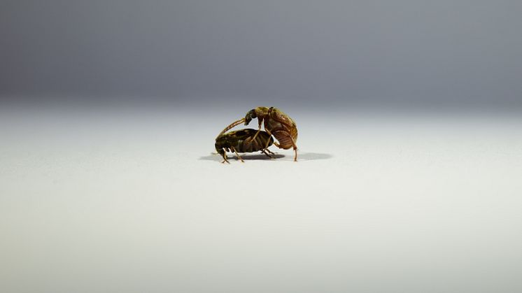 En hona (till vänster) och en hane (till höger) av Callosobruchus maculatus parar sig. Foto: Mareike Koppik