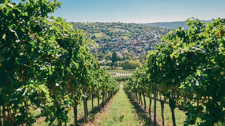 Stuttgart: Vinmarker i Mühlhausen, Steillagen ved floden Neckar