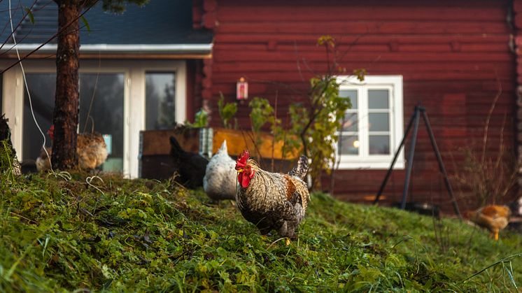 Høne fra Herfra gårdsmat og matkultursenter