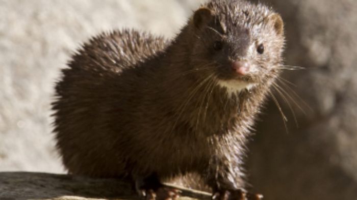 Genrebild, mink. Foto: Mostphotos