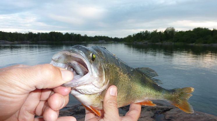 Aborre med liten fisk i munnen