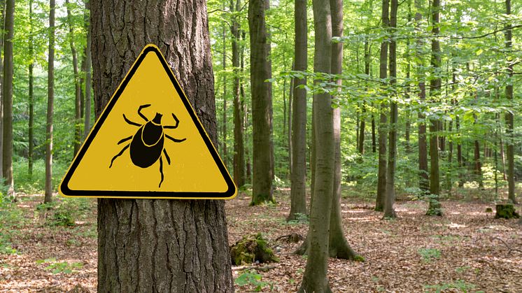 Vorsicht vor Zecken / Bild: iStock 1149415423