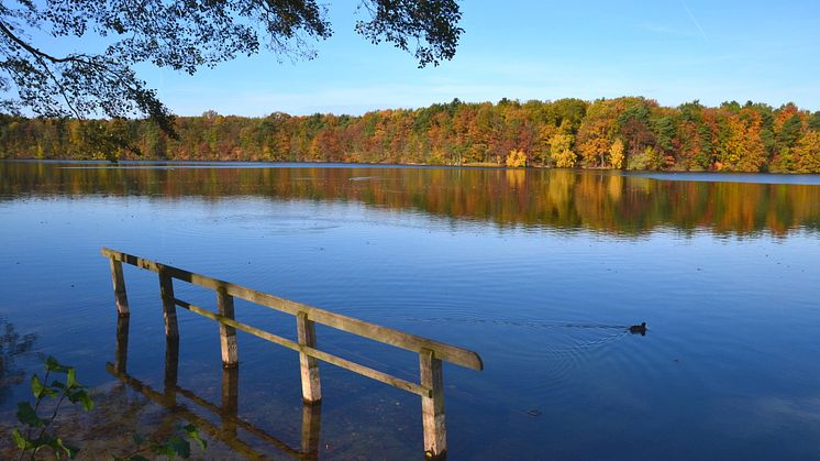 Wandern und dabei herrliche Ausblicke auf das Wasser genießen kann man beispielsweise bei einer Wanderung um den Straussee im Herbst in Brandenburg. Foto: TMB-Fotoarchiv/Matthias Schäfer. 