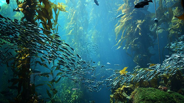 Tångskogarna av kelp längs Stillahavskusten är mycket äldre än vad man tidigare trott, visar ny forskning. Foto: Andrew b Stowe/Shutterstock.