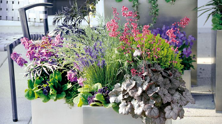 Heuchera i Vårflirt