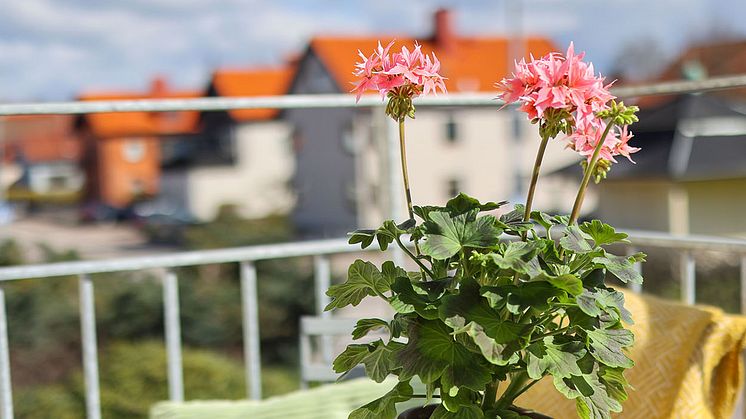 Årets Pelargon 2025 Pelargonium Summer Twist Rose foto SydGrönt (4) 1920.jpg