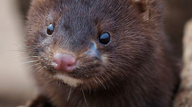 Mink, foto: Roger Jansson / Havets Hus