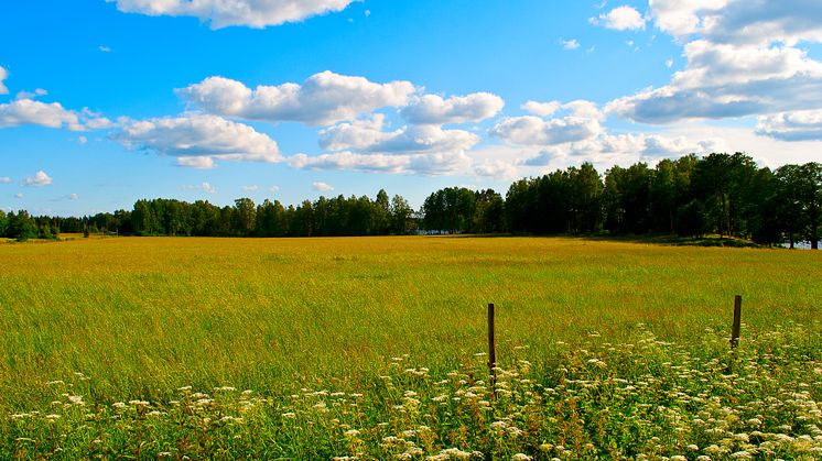 Upptäck Bergslagens vackra landskap och fina natur  i sommar