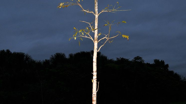 Amazonas