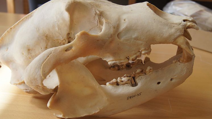 Björnskalle från Naturhistoriska museet