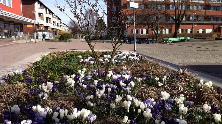 Blommor, bin och barn på Selma Lagerlöfs Torg 