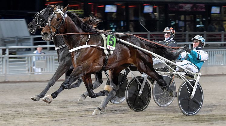 Häst nummer elva till Elitloppet 2023 är Hail Mary. Foto: Kanal75