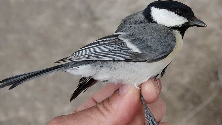 Talgoxe Parus major bokharensis, i Xinjiang, Kina. Foto: Per Alström