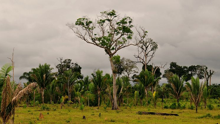 Amazonas