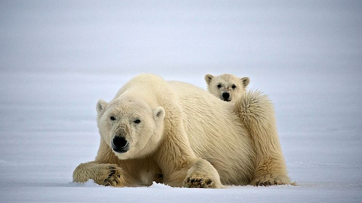 STØTTE TIL POLARFORSKNING: Hurtigruten bevilger støtte til prosjekter, lokalsamfunn og organisasjoner. Blant dem prosjekter som jobber med å bevare isbjørnbestanden. FOTO: DOMINIC BARRINGTON/Hurtigruten