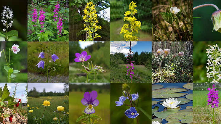 Nationalblomma Collage 30