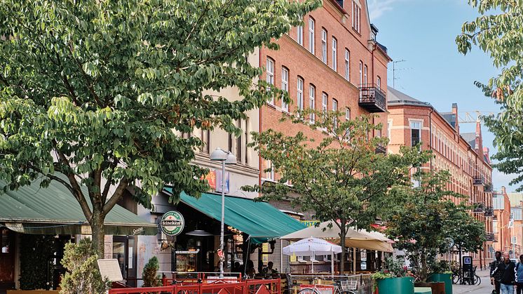 Nu blir Möllevången grönare. 150 nya träd planteras.