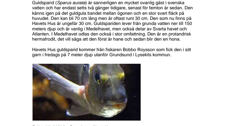 Mycket ovanlig fisk på Havets Hus