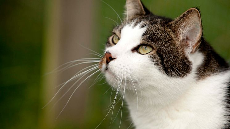 Ett av Mjaus CSR-initiativ är kattgården Tassalyckan, för hemlösa katter. Finsmakarna på gården är dessutom Mjaus smakpanel. Nisse, på bilden, är en av katterna. 