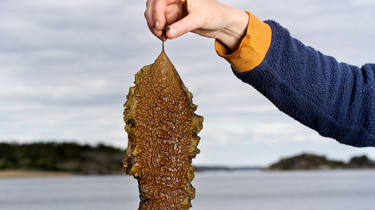 En mötesplats för framtidens mat från havet ska byggas i Frihamnen i Göteborg. Foto: Johan Wingborg.