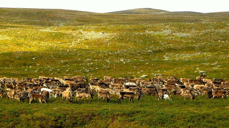 Reindeer and other grazing animals can reduce the effect of climate warming on tundra plant diversity.