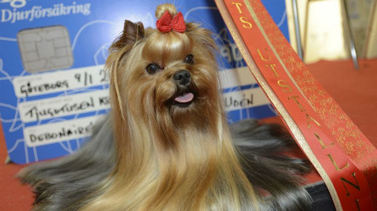 Yorkshireterrirern Debonaire's Hold Me Now blev Årets Utställningshund 2015. Foto: Per Undén