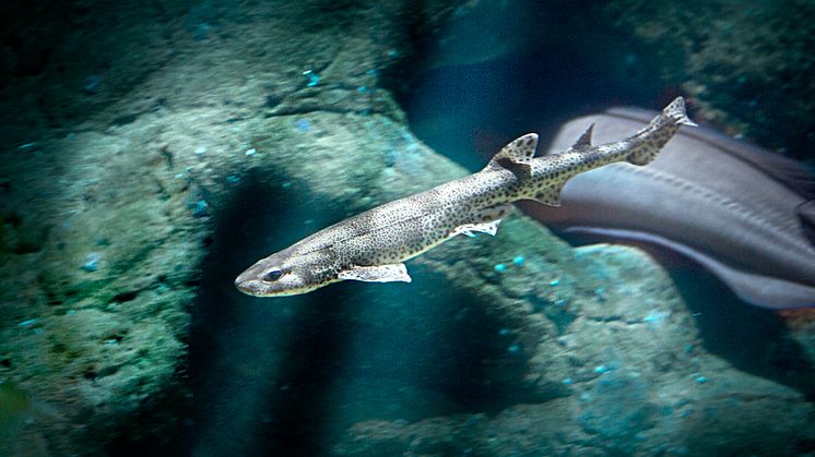 Småfläckig rödhaj (Scyliorhinus canicula), arkivbild
