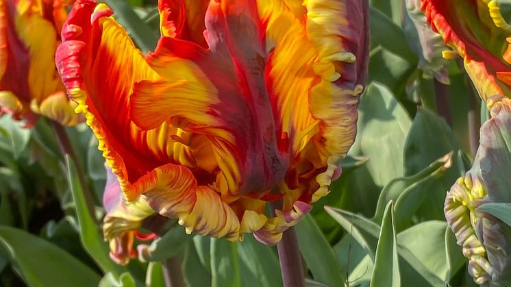 TulipaRastaParrot-Molinaar