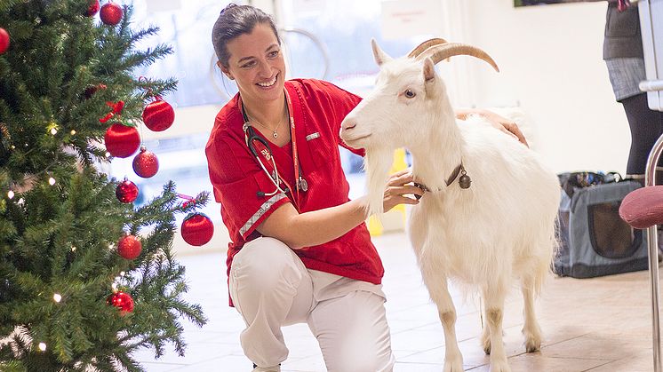 Veterinär Marie Jury - Väsby Djursjukhus
