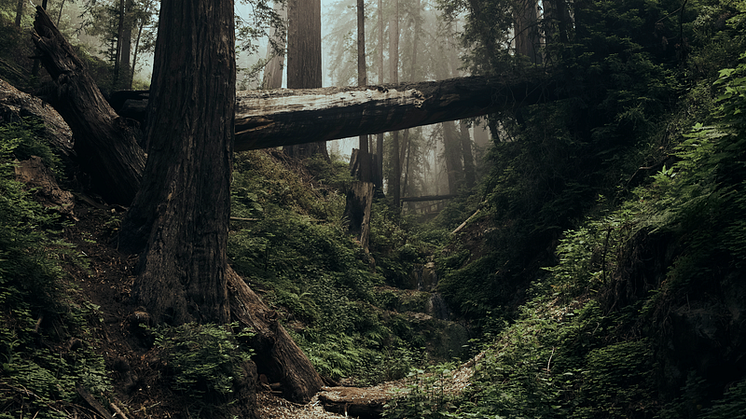 Landscape_(6)