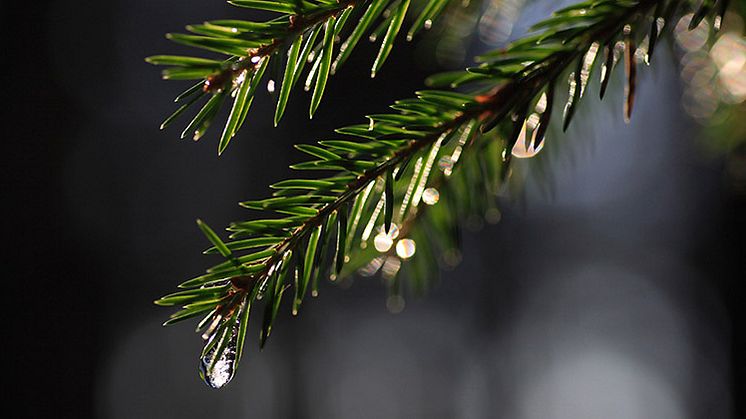 Årets fördelning för värdefull natur klar