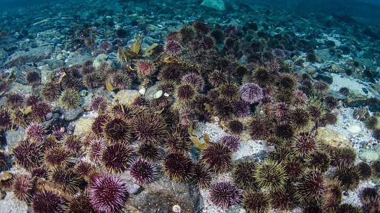 Norway Urchin Barren Credit David Gonzalez