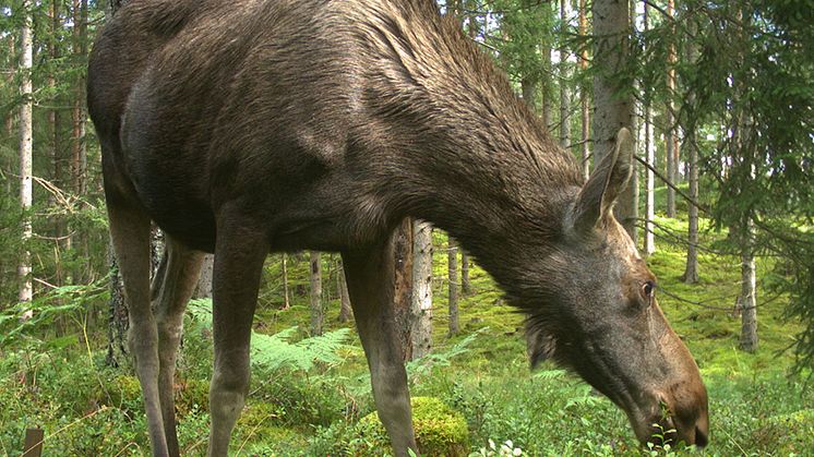 Älg som äter blåbärsris. Foto: Laura Juvany Canovas