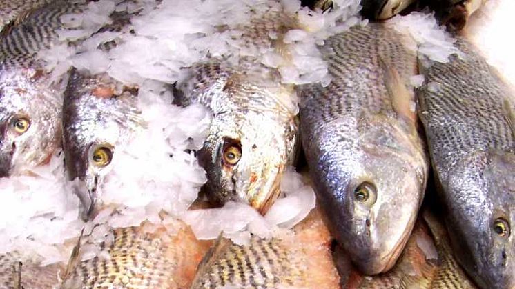 Levelling the playing field: tackling tax fraud in the Scottish fishing industry