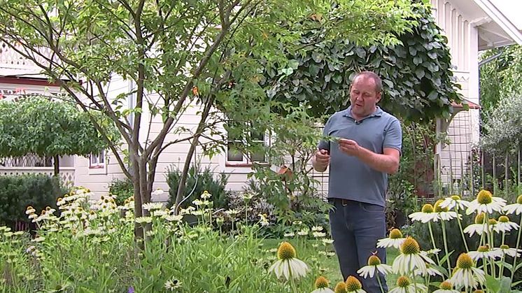 John Taylor om trädplantering