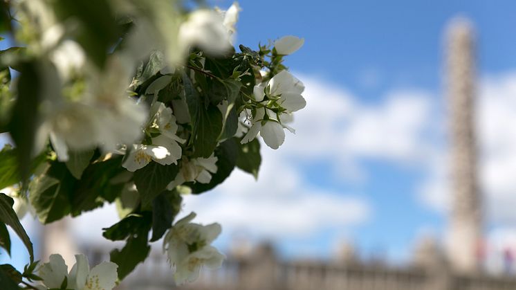 Alle har sitt favorittsted i Vigelandsparken. Nå deler de ansatte ved Vigeland-museet sine tips for kunstopplevelsene i sommer. (Foto: Unni Irmelin Kvam / Vigeland-museet)