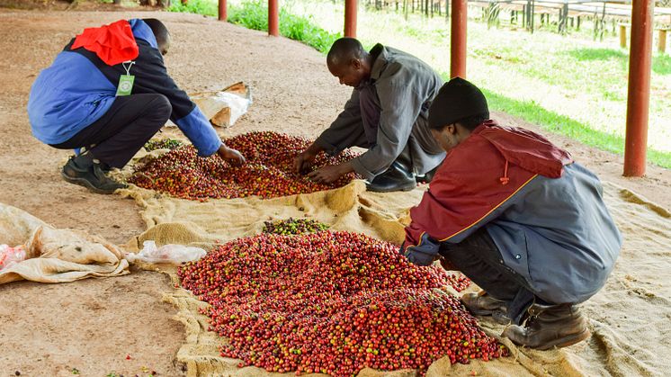Sortering av kaffe i Kenya. Foto: Fairtrade Sverige.