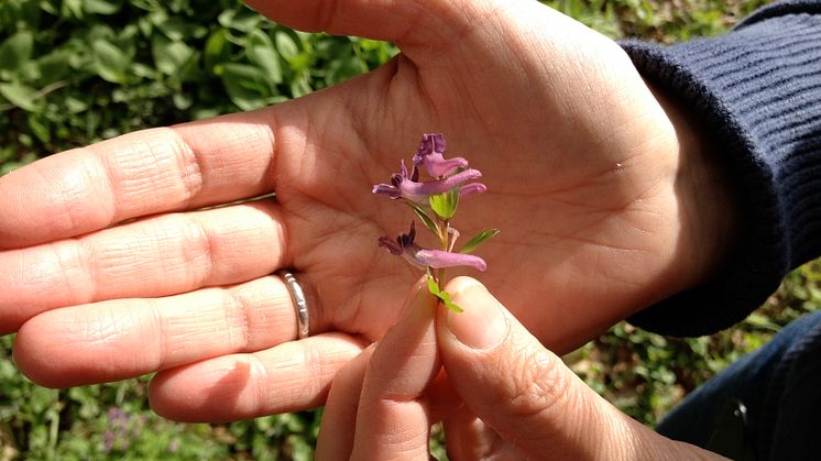 Vårblomma