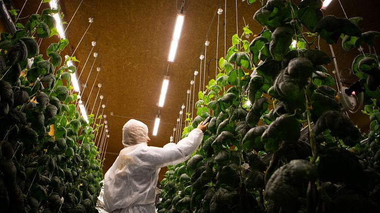 Greenfood och Agtira ökar gurkproduktionen i norra Sverige - ny vertikalodling förser konsumenter med grönsaker lokalt och effektivt, året om