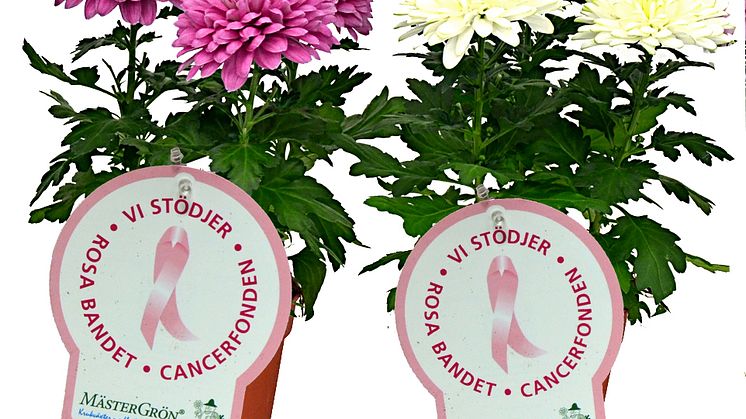 Dagens Rosa Produkt 7 oktober - en Storblommig Krysantemum från Mäster Grön