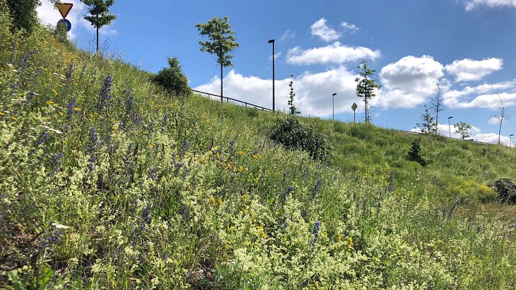 Blomrik vägsslänt i Silverdal i Sollentuna. 