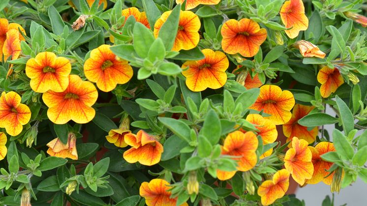 Calibrachoa Chameleon