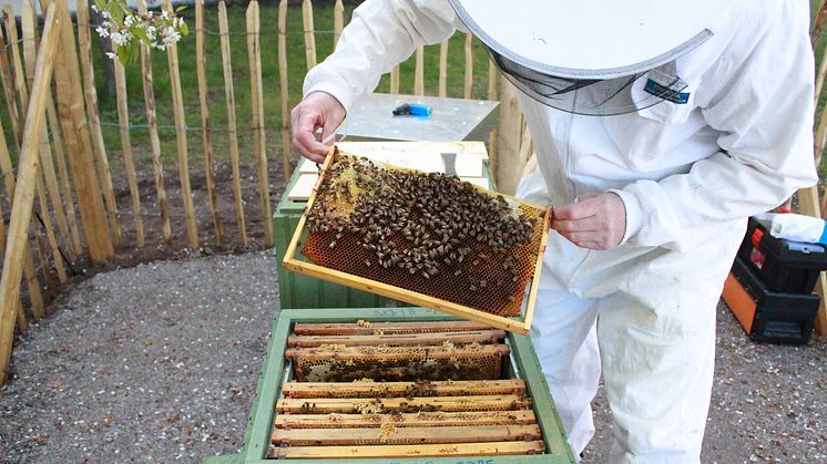 Varje bikupa är ett eget samhälle som rymmer 30—40 000 bin. Foto: SKB 