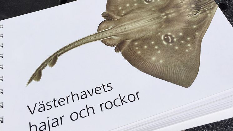 Ny guide för hajar och rockor i Västerhavet