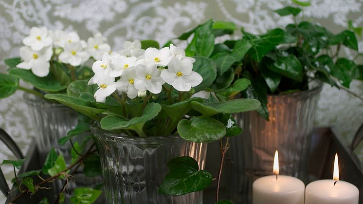 Månadens blomma - januari 2012