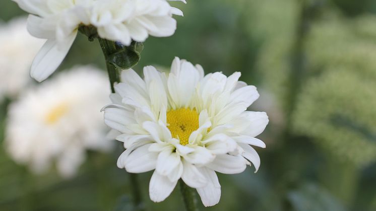 Leucanthemum superbum 'Victorian Secret' Jätteprästkrage Nyhet 2015