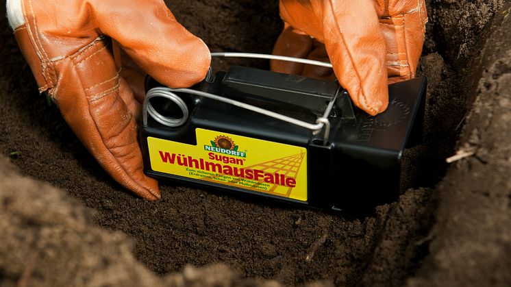 Zuverlässig und schnell gegen Wühlmäuse, die im Garten große Schäden anrichten: die Quiritox WühlmausFalle von Neudorff