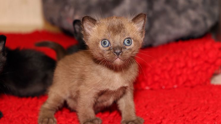 Se oss i kvällens avsnitt av Veterinärerna! 