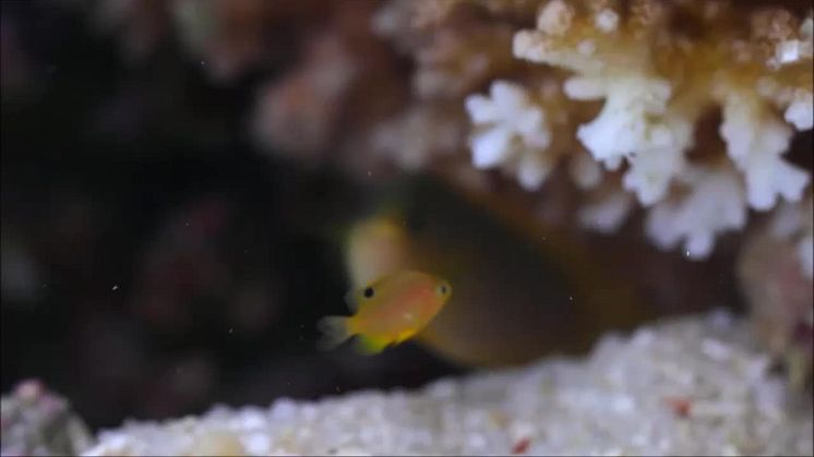 Coral death stops fish from learning predators